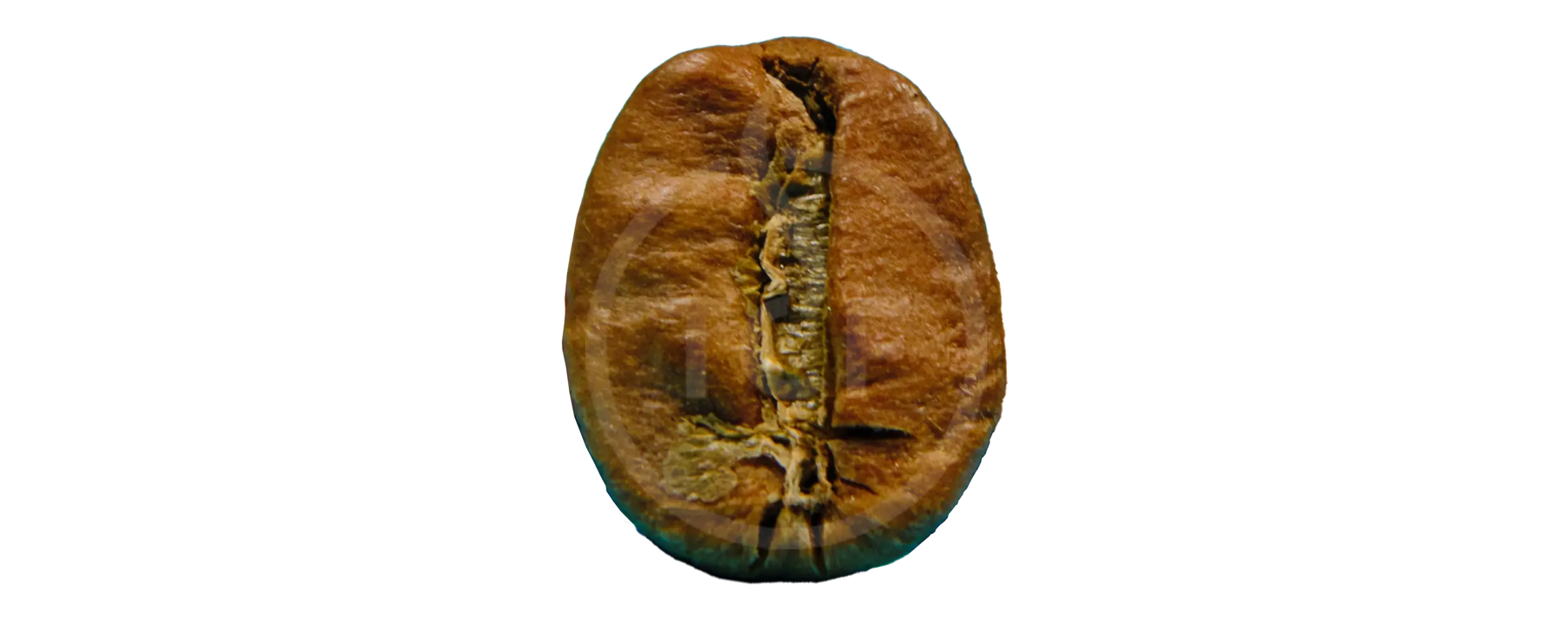 Welke koffieboon moet je nou eigenlijk kiezen?