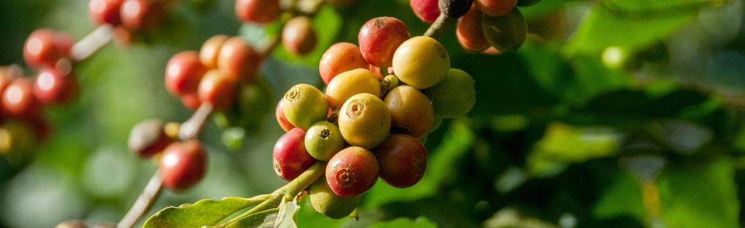 assortiment verse koffie van TCF Dordrecht